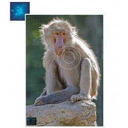 ACTILIA BLASON MACAQUE 4